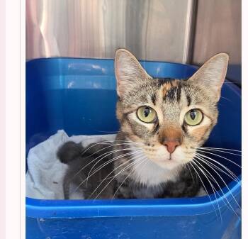 Gwen -  Domestic Short Hair Cat Available for Adoption in Metamora, Illinois - Gwen | PetCurious