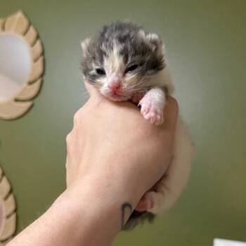 Magnolia -  Domestic Short Hair Cat Available for Adoption in Kansas City, Missouri - Magnolia | PetCurious