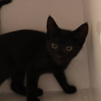 Rex -  Domestic Short Hair Cat for Adoption in Briarcliff Manor, New York - Rex | PetCurious
