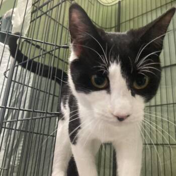 Domestic Short Hair Cats Available for Adoption - Guppy | PetCurious
