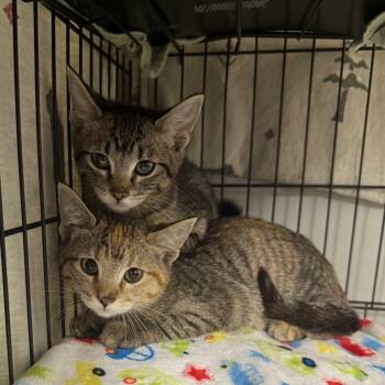 Rescue Domestic Short Hair Cats for Adoption in Normal, Illinois - Bangles | PetCurious