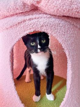 Tuxedo Cats Available for Adoption - Dilly | PetCurious