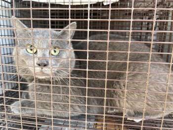 Domestic Short Hair Cats Available for Adoption - A650209 | PetCurious