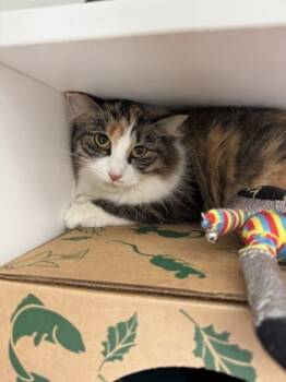 Rescue Domestic Long Hair and Domestic Short Hair Cats for Adoption in Harbor Springs, Michigan - Sadie | PetCurious