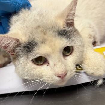 Rescue Domestic Short Hair Cats for Adoption in Yuma, Arizona - Pickles | PetCurious