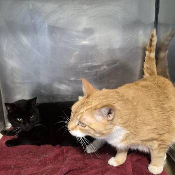 Domestic Short Hair Cats Available for Adoption in Natick, Massachusetts - Gravy | PetCurious