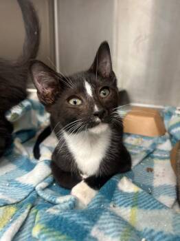 Gronckle -  Domestic Short Hair Cat for Adoption in Hartsville, South Carolina - Gronckle | PetCurious