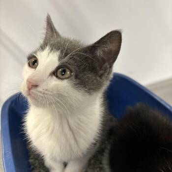 Domestic Medium Hair Cats Available for Adoption - Rhubarb | PetCurious