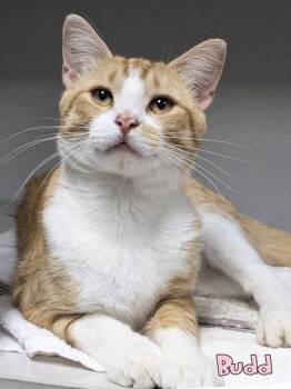 Budd -  Domestic Short Hair Cat for Adoption in Mason, Michigan - Budd | PetCurious