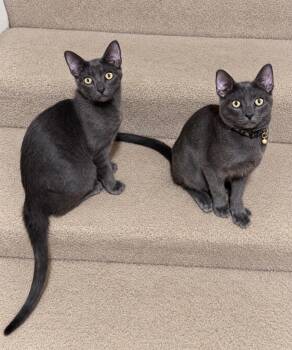 Muffin CM -  Russian Blue Cat for Adoption - Muffin CM | PetCurious