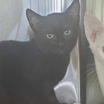Wolf Spider -  Domestic Short Hair Cat for Adoption in Asheville, North Carolina - Wolf Spider | PetCurious