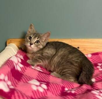 Piglet -  Domestic Short Hair Cat for Adoption in Andover, Minnesota - Piglet | PetCurious