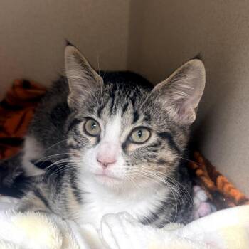 Susan -  Domestic Short Hair Cat for Adoption in Great Falls, Montana - Susan | PetCurious