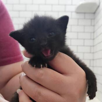 Blackie Argo -  Domestic Short Hair Cat for Adoption in Eagle Mountain, Utah - Blackie Argo | PetCurious