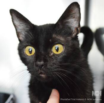 Domestic Short Hair Cats Available for Adoption - Ferrara | PetCurious