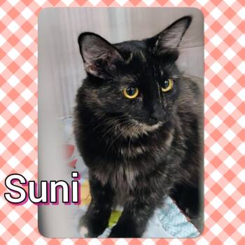 Tortoiseshell Cats Available for Adoption in Tucson, Arizona - Suni | PetCurious