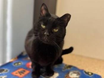 Yang -  Domestic Short Hair Cat for Adoption in Golden Valley, Minnesota - Yang | PetCurious