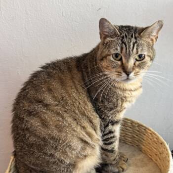 Rescue Domestic Short Hair Cats for Adoption in Pleasanton, California - Shiraz | PetCurious