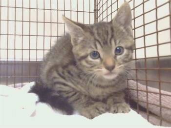A922064 -  Domestic Short Hair Cat for Adoption in Sacramento, California - A922064 | PetCurious