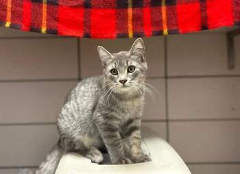Rescue Domestic Short Hair Cats for Adoption in Fort Wayne, Indiana - YETI | PetCurious