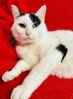 Rescue Domestic Short Hair Cats for Adoption in Alexandria, Minnesota - Scarlet | PetCurious