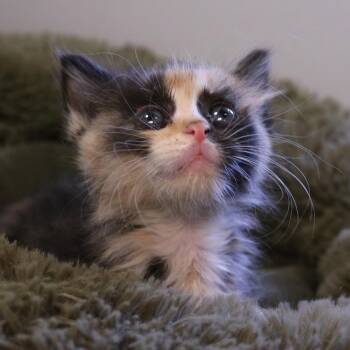 Fennel (26-1Q-1) -  Domestic Medium Hair Cat for Adoption in Rifle, Colorado - Fennel (26-1Q-1) | PetCurious