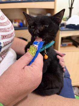 CRABCAKE -  American Shorthair Cat for Adoption in Maitland, Florida - CRABCAKE | PetCurious