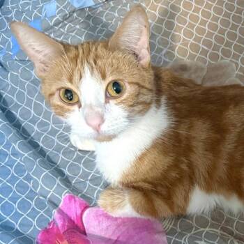 Domestic Short Hair Cats Available for Adoption in Shorewood, Illinois - Meadow | PetCurious