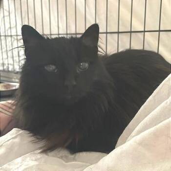 Domestic Long Hair Cats Available for Adoption - Cleo 3 | PetCurious