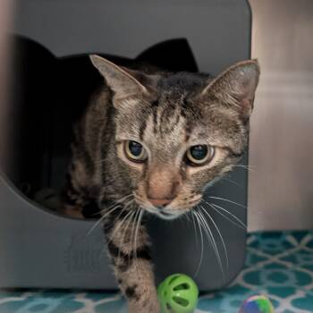 Domestic Short Hair Cats Available for Adoption - Mister | PetCurious