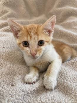 Mint -  Domestic Short Hair Cat for Adoption in Columbia, Tennessee - Mint | PetCurious