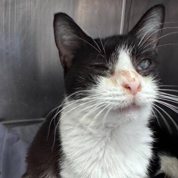 Domestic Short Hair Cats Available for Adoption in Summerville, South Carolina - Camero | PetCurious