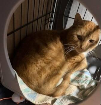 Oscar -  Domestic Short Hair Cat for Adoption in Windsor, Connecticut - Oscar | PetCurious