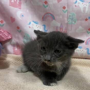 A613964 -  Domestic Short Hair Cat for Adoption in Modesto, California - A613964 | PetCurious