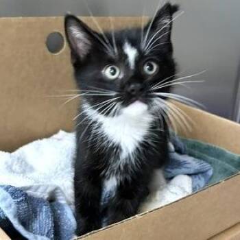 Mojo Jojo -  American Shorthair and Domestic Long Hair Cat for Adoption - Mojo Jojo | PetCurious