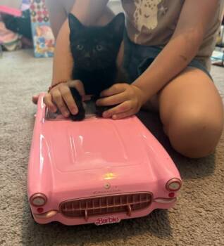 Smurfette -  Domestic Short Hair Cat Available for Adoption in Parkville, Maryland - Smurfette | PetCurious