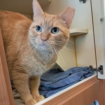 Gabby -  Domestic Short Hair Cat Available for Adoption in Concord, New Hampshire - Gabby | PetCurious