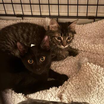 Cannellini -  Domestic Short Hair Cat for Adoption in Madison, Wisconsin - Cannellini | PetCurious