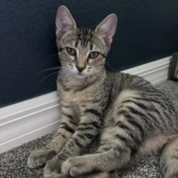 Gwazi (Deuce) -  Domestic Short Hair Cat for Adoption in Sarasota, Florida - Gwazi (Deuce) | PetCurious