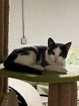 Rescue Domestic Short Hair Cats for Adoption in Roanoke, Virginia - Misa | PetCurious