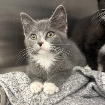 Johnson -  Domestic Short Hair Cat for Adoption in Pittsburgh, Pennsylvania - Johnson | PetCurious