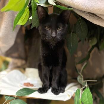 Vapor w/ Haze - Adorable & Cuddly -  Domestic Short Hair Cat for Adoption in Flagstaff, Arizona - Vapor W/ Haze - Adorable & Cuddly | PetCurious