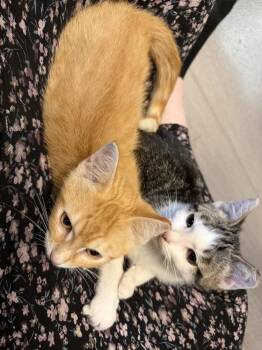 Rae -  Domestic Short Hair Cat for Adoption in Chicago, Illinois - Rae | PetCurious