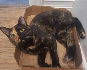 Gemini 1yr -  Tortoiseshell Cat for Adoption in London, Ontario - Gemini 1yr | PetCurious