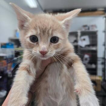 Domestic Short Hair Cats Available for Adoption in Idaho Falls, Idaho - Khaki | PetCurious