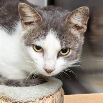 WHISKEY -  Domestic Short Hair Cat for Adoption in St. Louis, Missouri - WHISKEY | PetCurious