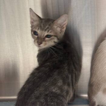Gidget -  Domestic Short Hair Cat for Adoption in Clearwater, Florida - Gidget | PetCurious