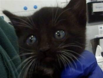 Rescue Domestic Short Hair Cats for Adoption in Dallas, Texas - BLIZTO | PetCurious