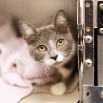 Domestic Short Hair Cats Available for Adoption - Tobias | PetCurious