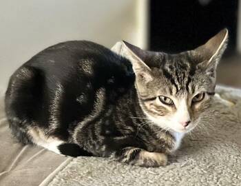 Rescue Domestic Short Hair Cats for Adoption in Harrison, New York - Joelle | PetCurious